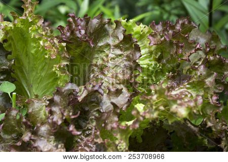 Purple Curly Green Lettuce Growing In The Garden, Healthy Vegeta