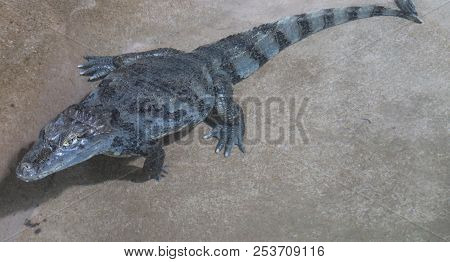 Photography Of A Spectacled Caiman (caiman Crocodilus)