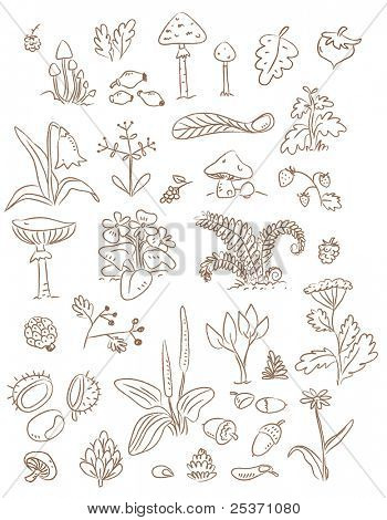 dibujos de vectores de plantas, frutos y flores