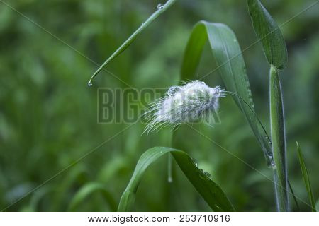 Lagurus - Soft And Fluffy Plant, Dried Flowers Used To Make Bouq
