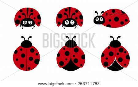 Ladybugs Vector Set, Lady Bug, Lovely Ladybugs