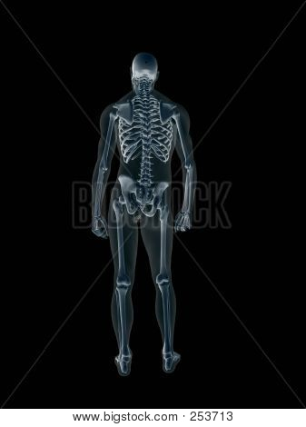 Xray เอกซเรย์ของร่างกายมนุษย์เพศชาย
