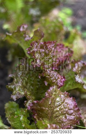 Purple Curly Green Lettuce Growing In The Garden, Healthy Vegeta