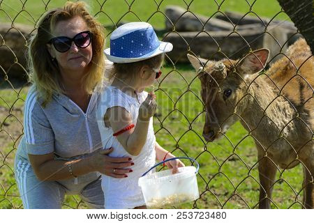 Khust, Ukraine - April 28, 2018. A Little Girl Feeds A Young Deer In A Zoo In The Summer During The 