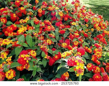 Branches With Colored Flowers In Spring In The Park Garden