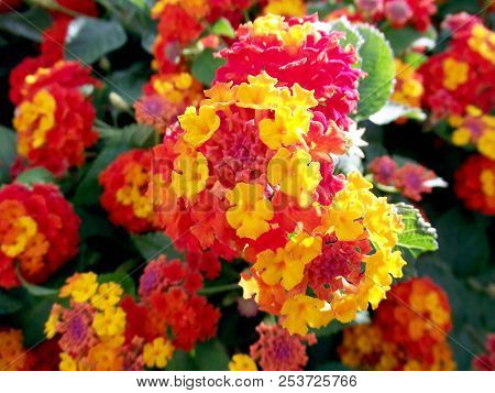 Branches With Colored Flowers In Spring In The Park Garden