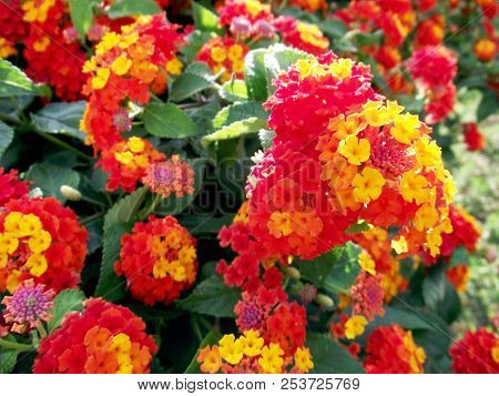 branches with colored flowers in spring in the park garden