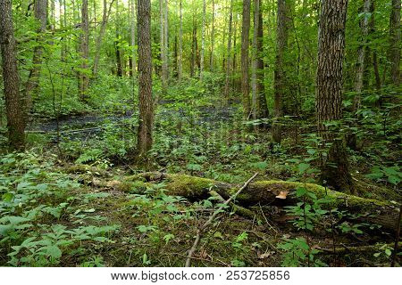 Deciduous Forest At Summer Day In The Karelian Isthmus, Russia.