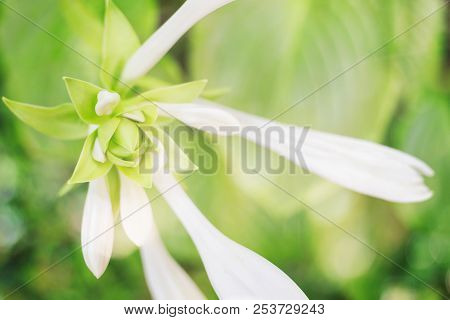 Beautiful White Hosta Flower. Soft Focus Image.