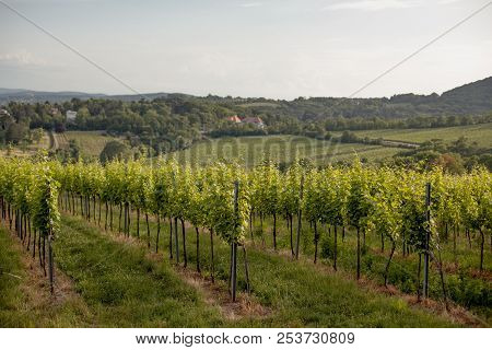Vineyards Landscape In Vienna, Austria Green Colored Leaves Of Grapevine Lit By The Setting Sun In S