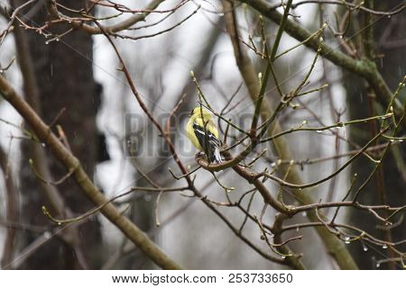 American Goldfinch Chordata Black And Yellow Perched On A Tree Branch Limb