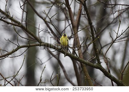 American Goldfinch Chordata Black And Yellow Perched On A Tree Branch Limb