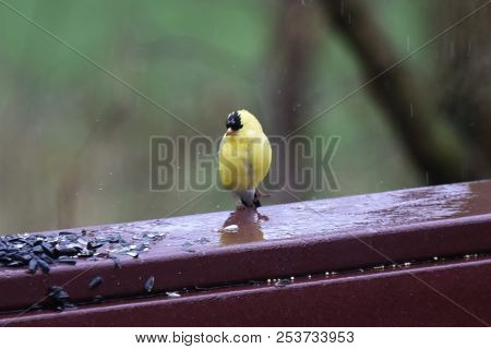 American Goldfinch Chordata Black And Yellow Eating Birdseed Sunflower Seed In A Back Porch Deck