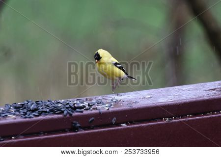 American Goldfinch Chordata Black And Yellow Hoping On A Back Porch Deck