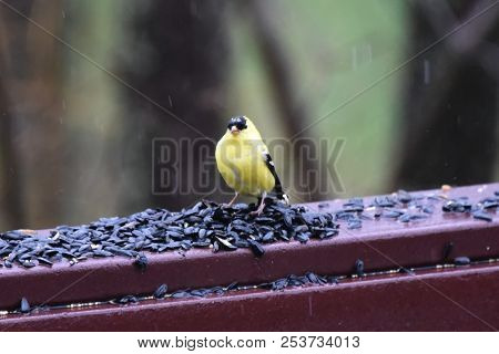 American Goldfinch Chordata Black And Yellow Eating Birdseed Sunflower Seed In A Back Porch Deck