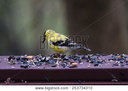 American Goldfinch Chordata Black And Yellow Eating Birdseed Sunflower Seed In A Back Porch Deck