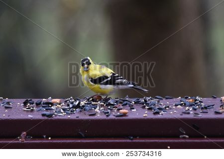 American Goldfinch Chordata Black And Yellow Eating Birdseed Sunflower Seed In A Back Porch Deck