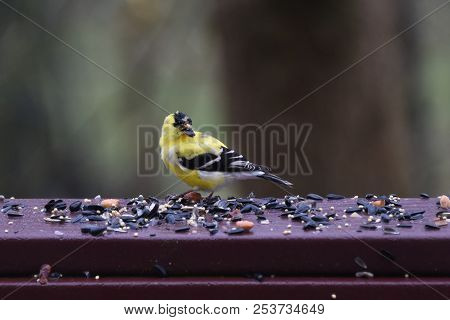American Goldfinch Chordata Black And Yellow Eating Birdseed Sunflower Seed In A Back Porch Deck