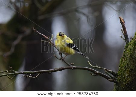 American Goldfinch Chordata Black And Yellow Perched On A Tree Branch Limb
