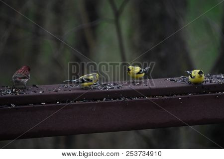 A Flock Of House Finches And Goldfinches Eating Eating Birdseed On A Backyard Deck Porch