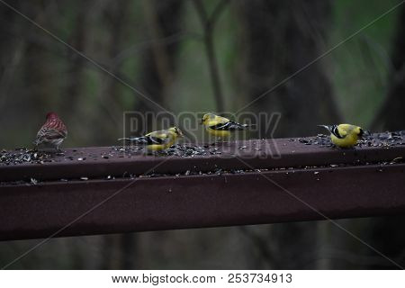 A Flock Of House Finches And Goldfinches Eating Eating Birdseed On A Backyard Deck Porch