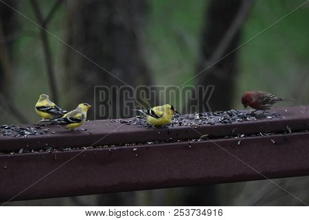 A Flock Of House Finches And Goldfinches Eating Eating Birdseed On A Backyard Deck Porch