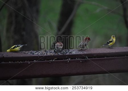 A Flock Of House Finches And Goldfinches Eating Eating Birdseed On A Backyard Deck Porch
