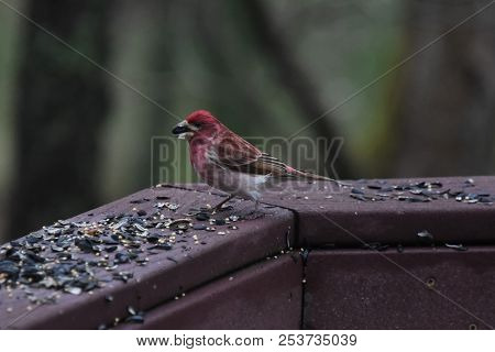 House Finch Bird Red Eating Birdseed Sunflower Seed On A Backyard Deck Porch