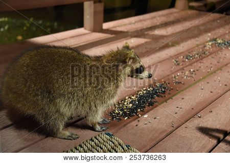 Raccoon Procyon Lotor Eating Birdseed Sunflower Seed On Back Porch Deck Wild Animal Brown Fur