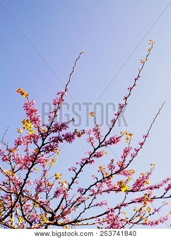 Tree Branches With Colored Flowers In Spring In The Park Garden