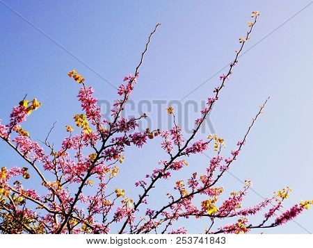 Tree Branches With Colored Flowers In Spring In The Park Garden