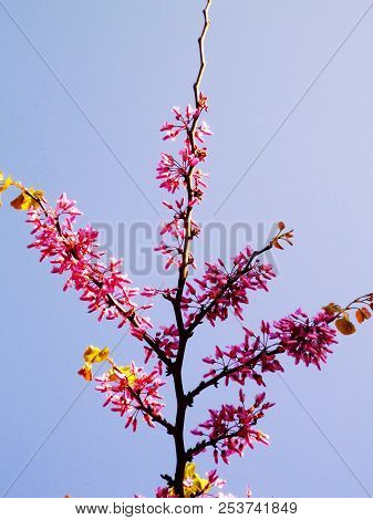 Tree Branches With Colored Flowers In Spring In The Park Garden