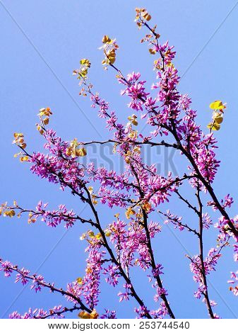 Tree Branches With Colored Flowers In Spring In The Park Garden