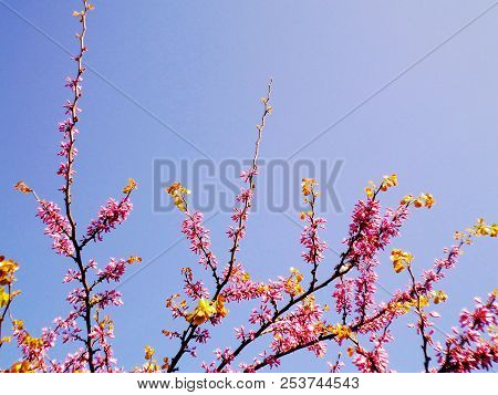 Tree Branches With Colored Flowers In Spring In The Park Garden