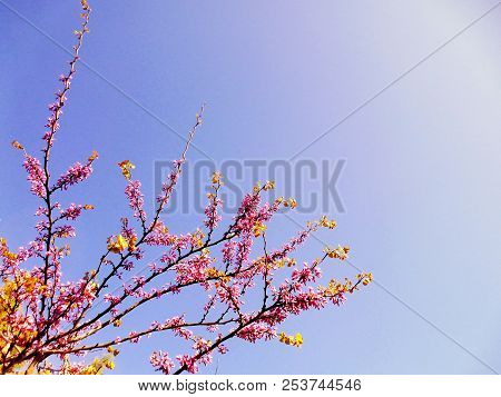 Tree Branches With Colored Flowers In Spring In The Park Garden