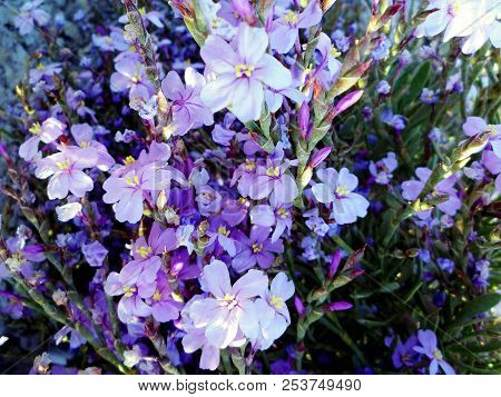 Branches With Colored Flowers In Spring In The Park Garden