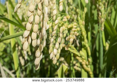 Mature Rice Plants Full Of Grains Growing In Paddy Fields, Vegas Bajas Del Guadiana, Spain. Closeup
