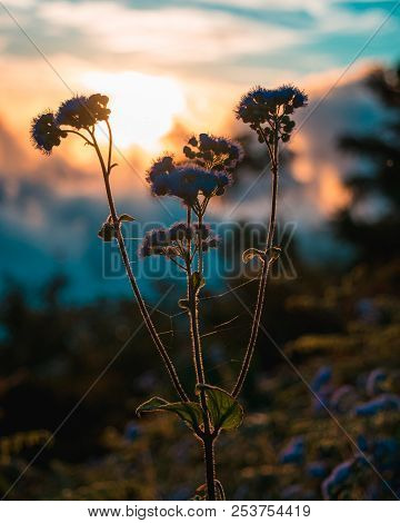 Beautiful Blazing Scenery Of The Sunset Over With A Blue Floss Flowers Or Bluemink Blueweed. Its Sci