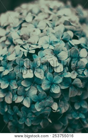 Flower Summer Background With Lightblue Hydrangea Flowers Blooming In The Summer Garden. Closeup Of 