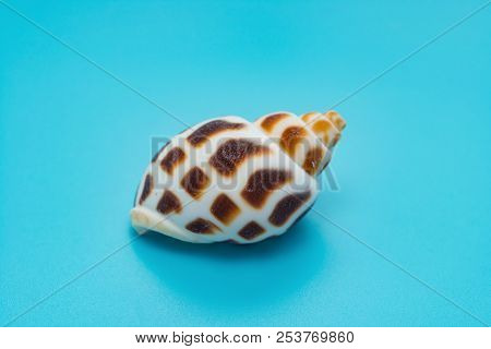 Side Veiw Conch Shell On A Blue Background