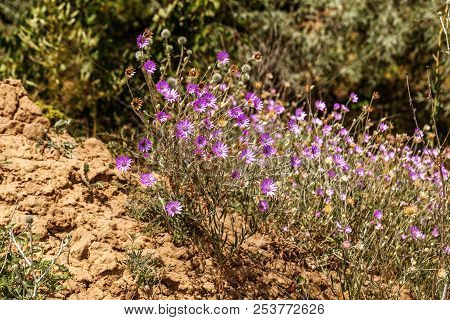 Pink And Purple Flowers Immortelle (xeranthemum Annuum) In The Garden. Cute Little Purple Flowers. T
