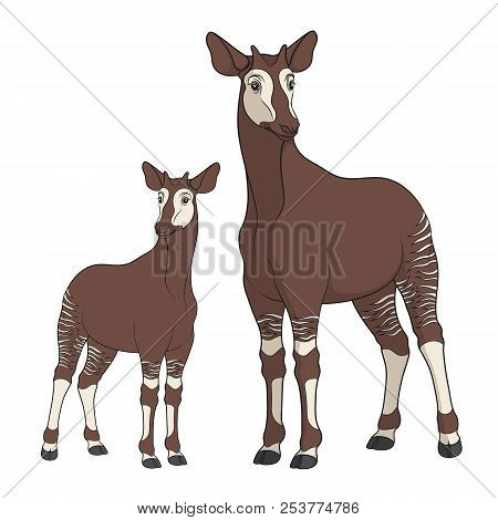 Colored Illustration With Okapi Image. Isolated Vector Objects On White Background.