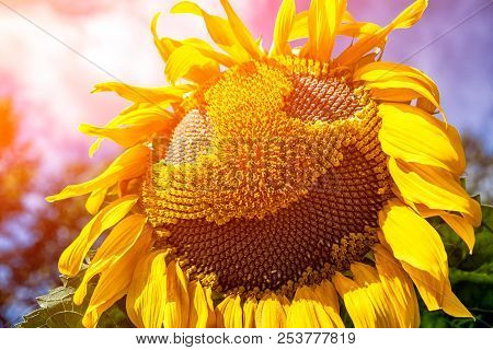 A Wasp Flies Near A Sunflower, A Close-up Of One Young Bright Yellow Sunflower On A Sunflower Field 