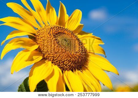 A Wasp Flies Near A Sunflower, A Close-up Of One Young Bright Yellow Sunflower On A Sunflower Field 