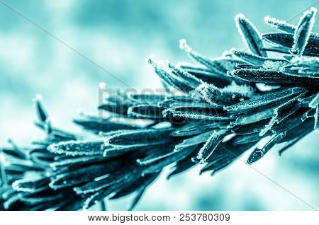 Frozen Wild Wheat Closeup In Blue Colors