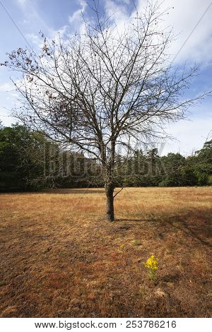 Dead Tree And Flowers During Dry Summer Because Of Climate Change In The Netherlands