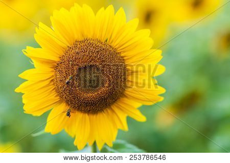A Close-up Of One Young Bright Yellow Sunflower On A Sunflower Field In A Warm Sunny Day, The Backgr