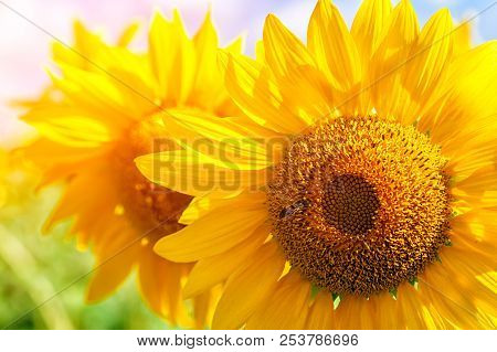 A Close-up Of One Young Bright Yellow Sunflower On A Sunflower Field In A Warm Sunny Day, The Backgr