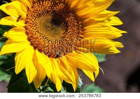A Close-up Of One Young Bright Yellow Sunflower On A Sunflower Field In A Warm Sunny Day, The Backgr