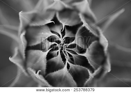 Not Blooming Macro Sunflower In Monochrome On The Darc Background